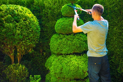 Topiary Trimming Plants. Male Gardener with Large Hedge Trimmer at Work.